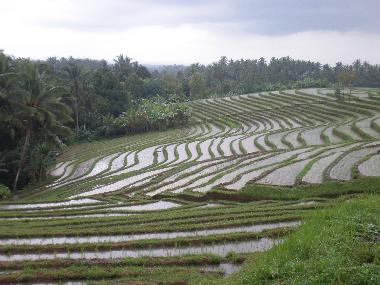 Villa �/en/au Dencarik (Bali)ou appartement ou maison de vacances