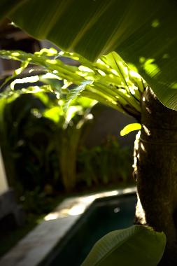 Chambre avec petit d�jeuner �/en/au Jimbaran (Bali)ou appartement ou maison de vacances