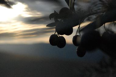 Maison de vacances /en/au Todi (PG) (Perugia)ou appartement ou maison de vacances