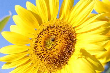 Maison de vacances /en/au Todi (PG) (Perugia)ou appartement ou maison de vacances