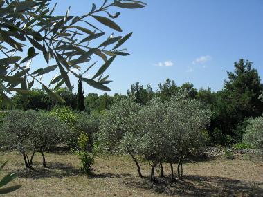 Terrain arbor� d