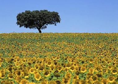 Chalet �/en/au sonega (Alentejo Litoral)ou appartement ou maison de vacances