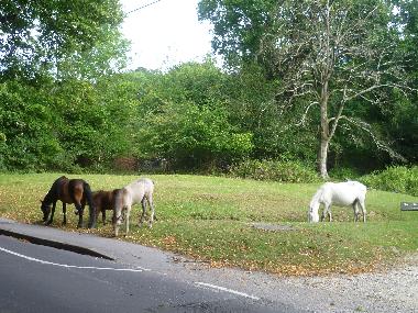 Maison de vacances �/en/au Highcliffe/Christchurch/bournemouth (South West)ou appartement ou maison de vacances