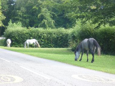 Maison de vacances �/en/au Highcliffe/Christchurch/bournemouth (South West)ou appartement ou maison de vacances