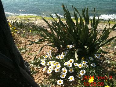 Chambre avec petit d�jeuner �/en/au TEL AVIV (Tel Aviv)ou appartement ou maison de vacances