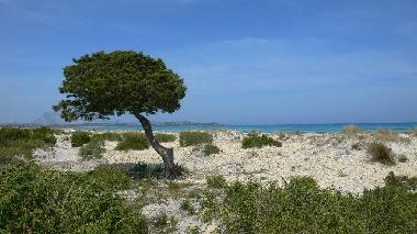 Maison de vacances �/en/au San Teodoro (Olbia-Tempio)ou appartement ou maison de vacances