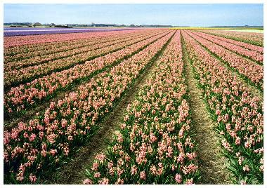Maison de vacances �/en/au Callantsoog (Noord-Holland)ou appartement ou maison de vacances