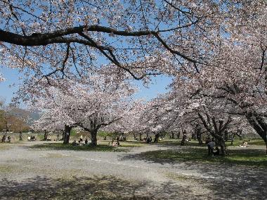 parc avec cerisiers � & mn � pieds