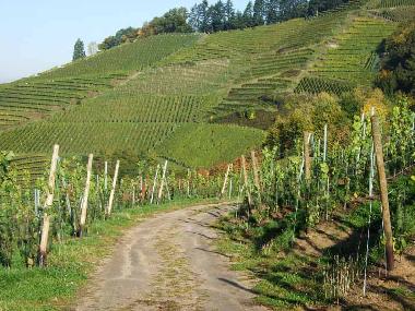 Maison de vacances /en/au 77704 (Schwarzwald)ou appartement ou maison de vacances