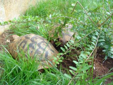 Appartement de vacances /en/au Banjole-Medulin-Pula-Istrien-Kroatien (Istarska)ou appartement ou maison de vacances