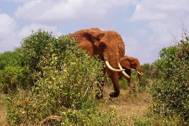 Maison de vacances /en/au diani beach (Coast)ou appartement ou maison de vacances