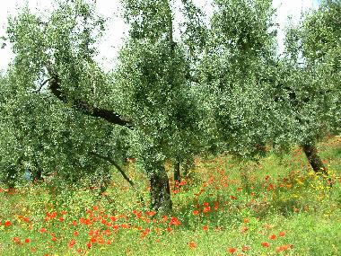 Appartement de vacances �/en/au Sperlonga  (Latina)ou appartement ou maison de vacances