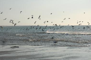 Appartement de vacances /en/au AYAMONTE (Huelva)ou appartement ou maison de vacances