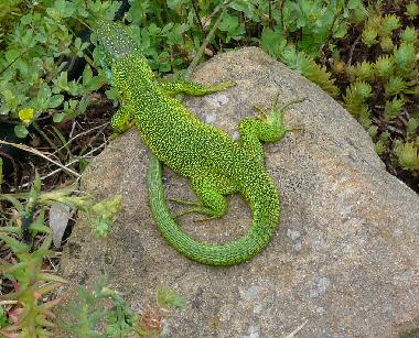 Appartement de vacances �/en/au Montevarchi (Arezzo)ou appartement ou maison de vacances