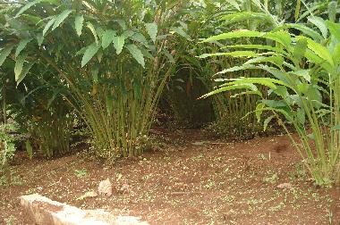 Maison de vacances �/en/au Vandanmedu (Kerala)ou appartement ou maison de vacances