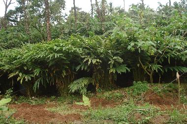 Maison de vacances �/en/au Vandanmedu (Kerala)ou appartement ou maison de vacances