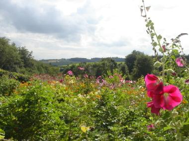 Appartement de vacances /en/au Amel (Wallonia)ou appartement ou maison de vacances