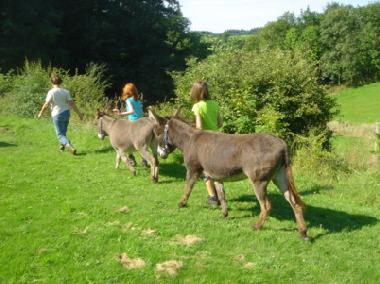 Appartement de vacances /en/au Amel (Wallonia)ou appartement ou maison de vacances