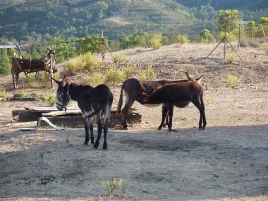 Maison de vacances /en/au Sao Marcos da Serra (Algarve)ou appartement ou maison de vacances