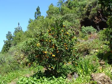 Maison de vacances �/en/au Las Tricias (La Palma und El Hierro)ou appartement ou maison de vacances