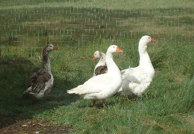 Chalet �/en/au Piedras de Afilar (Canelones)ou appartement ou maison de vacances