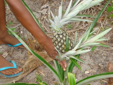 Appartement de vacances �/en/au Canavieiras (Bahia)ou appartement ou maison de vacances