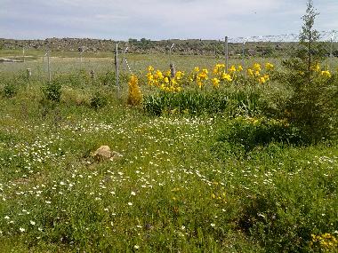 Maison de vacances /en/au Muopepe (vila)ou appartement ou maison de vacances