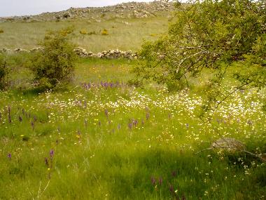 Maison de vacances /en/au Muopepe (vila)ou appartement ou maison de vacances