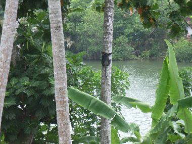 Chambre avec petit djeuner /en/au Weligama-Pelena (Galle)ou appartement ou maison de vacances