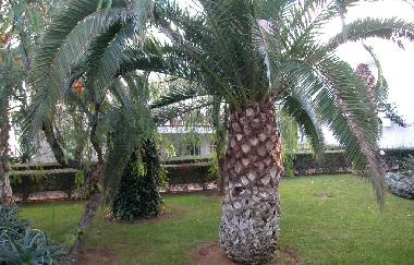 Appartement de vacances �/en/au Tavira (Algarve)ou appartement ou maison de vacances