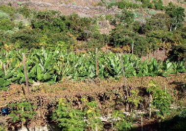 Maison de vacances �/en/au Ribeira Brava (Madeira)ou appartement ou maison de vacances