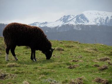 Maison de vacances �/en/au Lourdes Ossun-ez-Angles (Hautes-Pyr�n�es)ou appartement ou maison de vacances