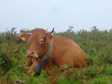 Maison de vacances �/en/au Lourdes Ossun-ez-Angles (Hautes-Pyr�n�es)ou appartement ou maison de vacances