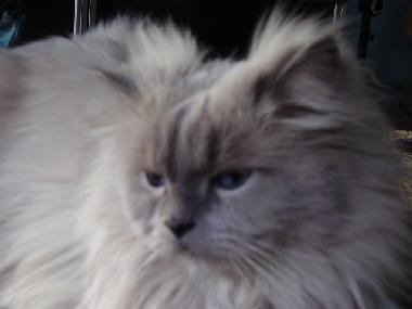 Appartement de vacances �/en/au Tel Aviv (Tel Aviv)ou appartement ou maison de vacances