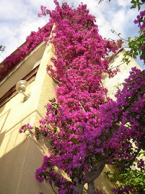 Appartement de vacances /en/au Makarska (Splitsko-Dalmatinska)ou appartement ou maison de vacances