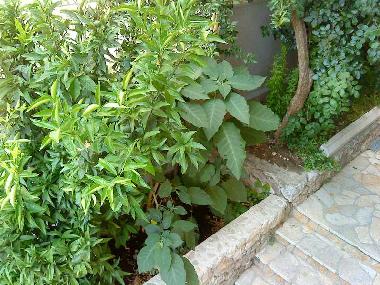 Appartement de vacances /en/au Makarska (Splitsko-Dalmatinska)ou appartement ou maison de vacances