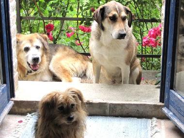 Maison de vacances /en/au Sassocorvaro (Pesaro e Urbino)ou appartement ou maison de vacances