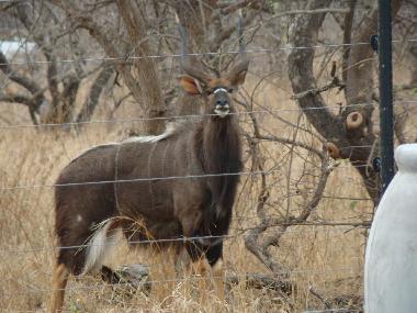 Maison de vacances �/en/au Hoedspruit (Mpumalanga)ou appartement ou maison de vacances