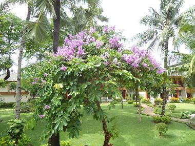 Appartement de vacances �/en/au Kuta Legian (Bali)ou appartement ou maison de vacances