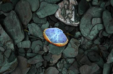 Maison de vacances �/en/au Bideford (South West)ou appartement ou maison de vacances