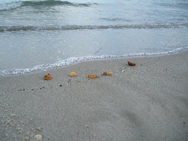 Appartement de vacances /en/au Koserow (Ostsee-Inseln)ou appartement ou maison de vacances