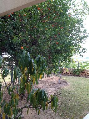 Appartement de vacances �/en/au caesarea (HaMerkaz (Central))ou appartement ou maison de vacances