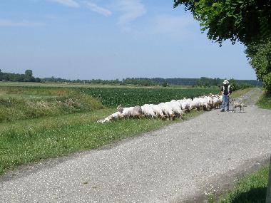 Maison de vacances /en/au Oostburg (Zeeland)ou appartement ou maison de vacances