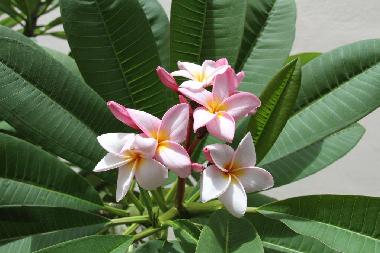 Maison de vacances �/en/au Flic en Flac (Black River)ou appartement ou maison de vacances