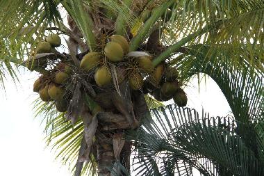 Maison de vacances �/en/au Flic en Flac (Black River)ou appartement ou maison de vacances