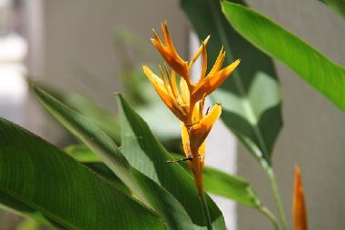 Maison de vacances �/en/au Flic en Flac (Black River)ou appartement ou maison de vacances