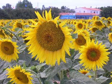 Appartement de vacances �/en/au Thezan les Beziers (H�rault)ou appartement ou maison de vacances