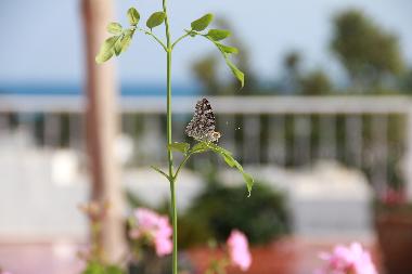 Appartement de vacances �/en/au Hammamet (Nabul)ou appartement ou maison de vacances