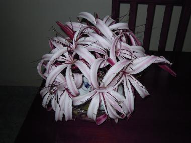 cette fleur embaume fin decembre