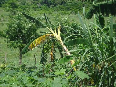 bananier dans le jardin